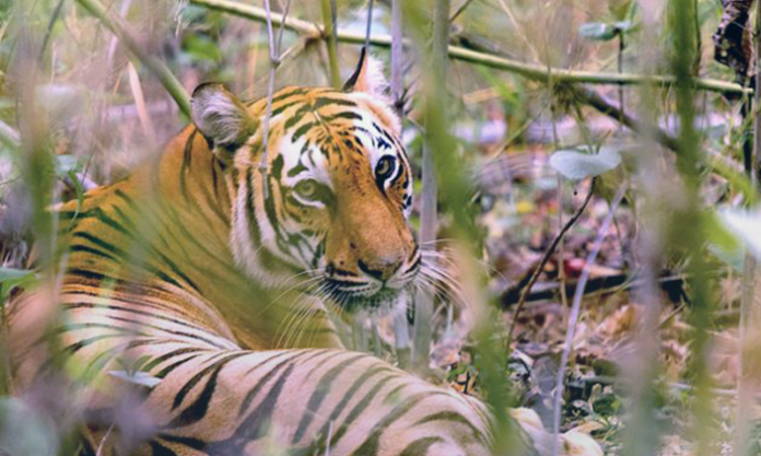 Sundarbans Tiger