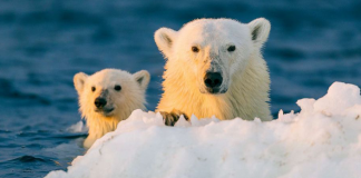 Climate change to lose polar bear inhabitants by 2100