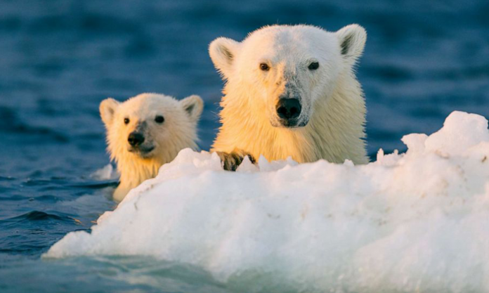 Climate change to lose polar bear inhabitants by 2100