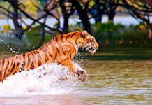 Sundarbans