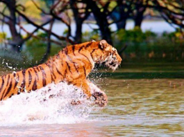 Sundarbans