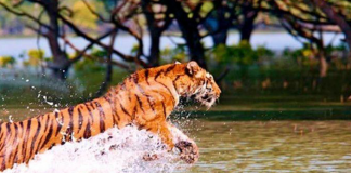 Sundarbans