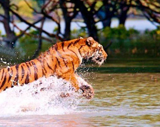 Sundarbans