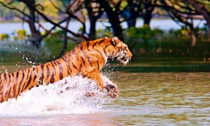 Sundarbans