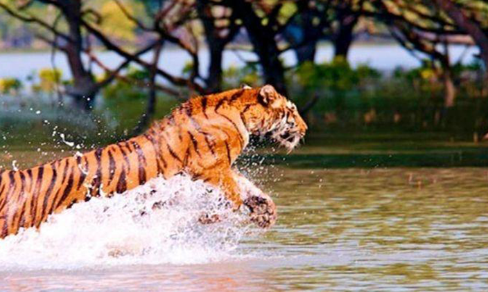 The Royal Bengal Tiger population is at risk in Sundarbans